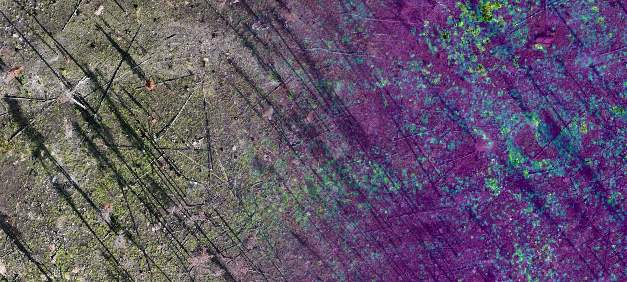 Aerial view of a recovering burned site, shifting from true colour into a vegetation index.